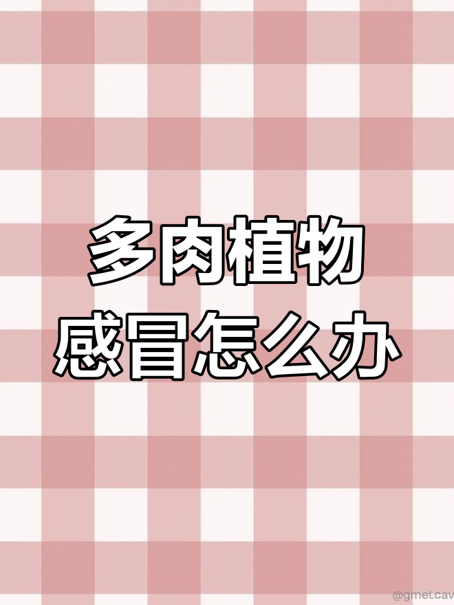 樱水晶玉露3.8圆:多肉植物养护小贴士,别让它感冒了!