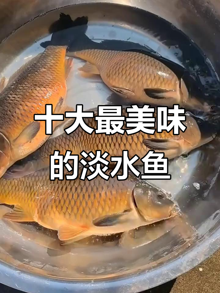 中国十大最好吃淡水鱼,黄骨、鲈鱼等上榜