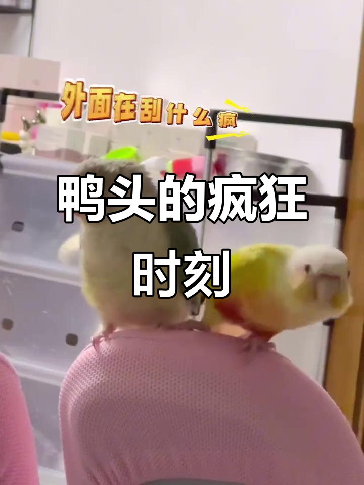 鸭头搞笑日常,情癫大圣来袭!
