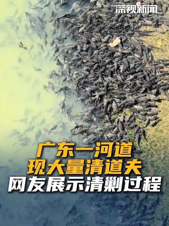 近日，广东一网友发视频称，在某河道发现清道夫窝点，并自发记录下清剿过程。该网友表示自己了解