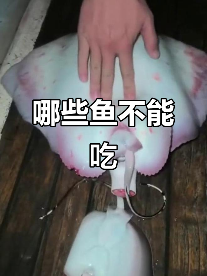 这些鱼能吃吗?魔鬼、锦鲤到巨骨蛇鱼的真相