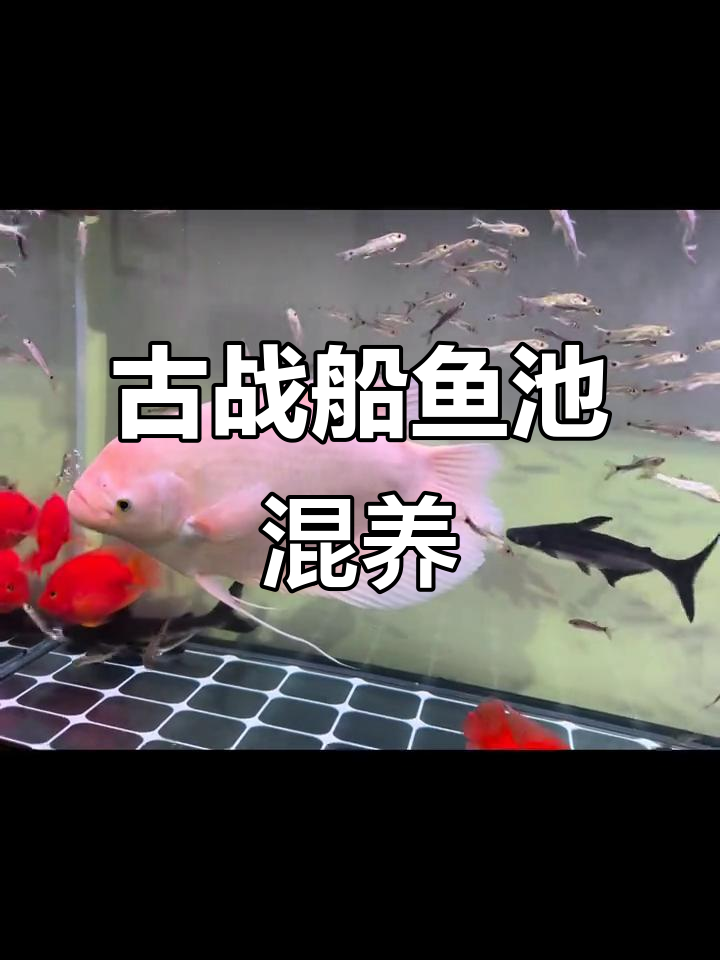 新开缸混养鹦鹉、汉鲨与蓝鲨,鱼儿自由畅游别墅水池