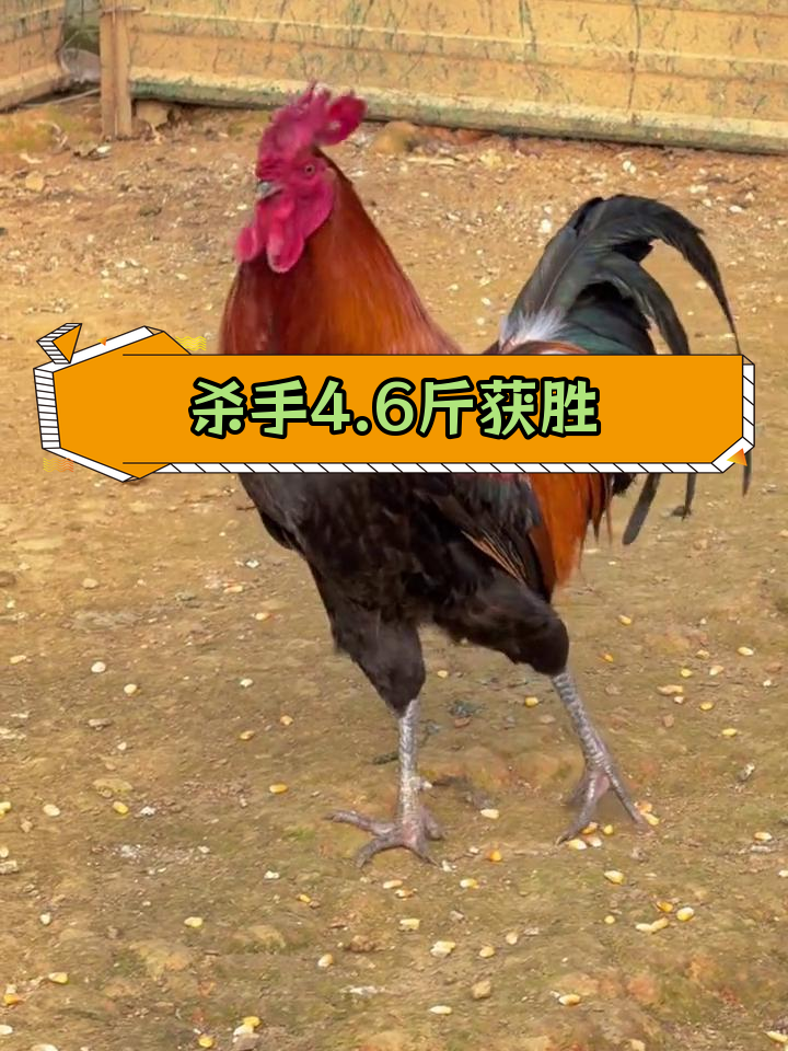 土鸡绝杀腿击败贵州老鸡王,恢复良好