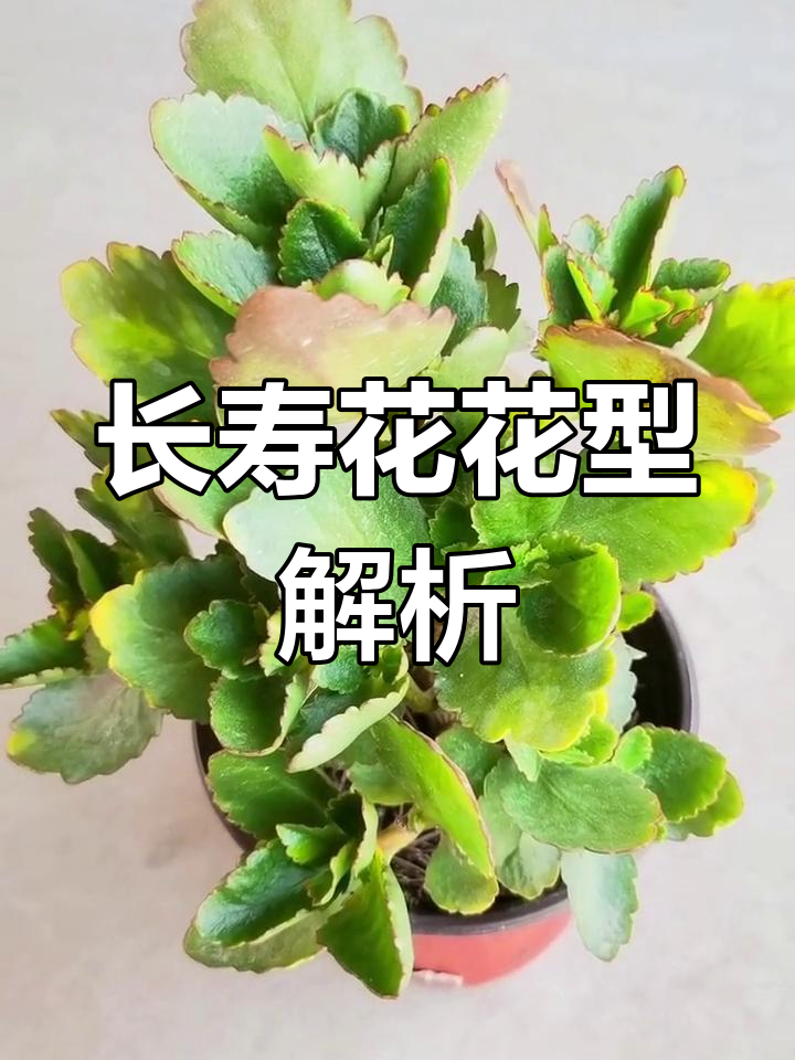 长寿花维罗纳老桩:低矮翠绿,多肉植物中的瑰宝