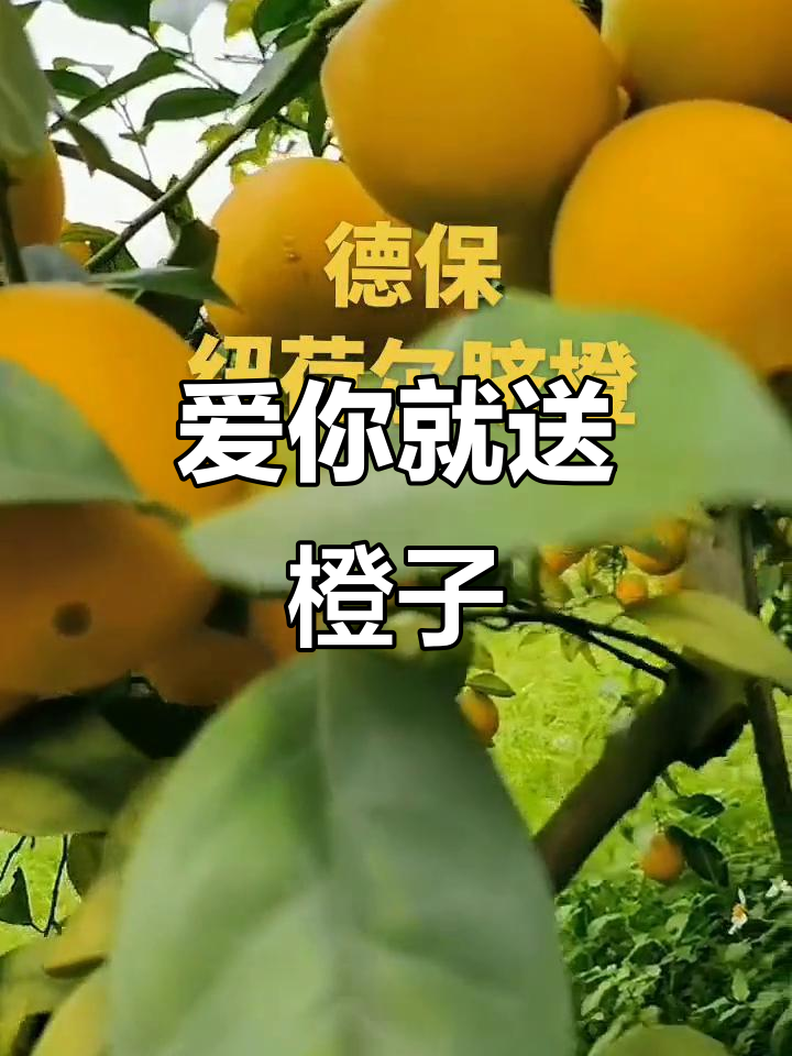 给你买橙子的人,一定很爱你!这句广告语背后的故事