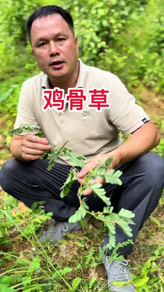 在广东只要想到凉茶,人们第一个想到的肯定是这个植物。鸡骨草 植物科普