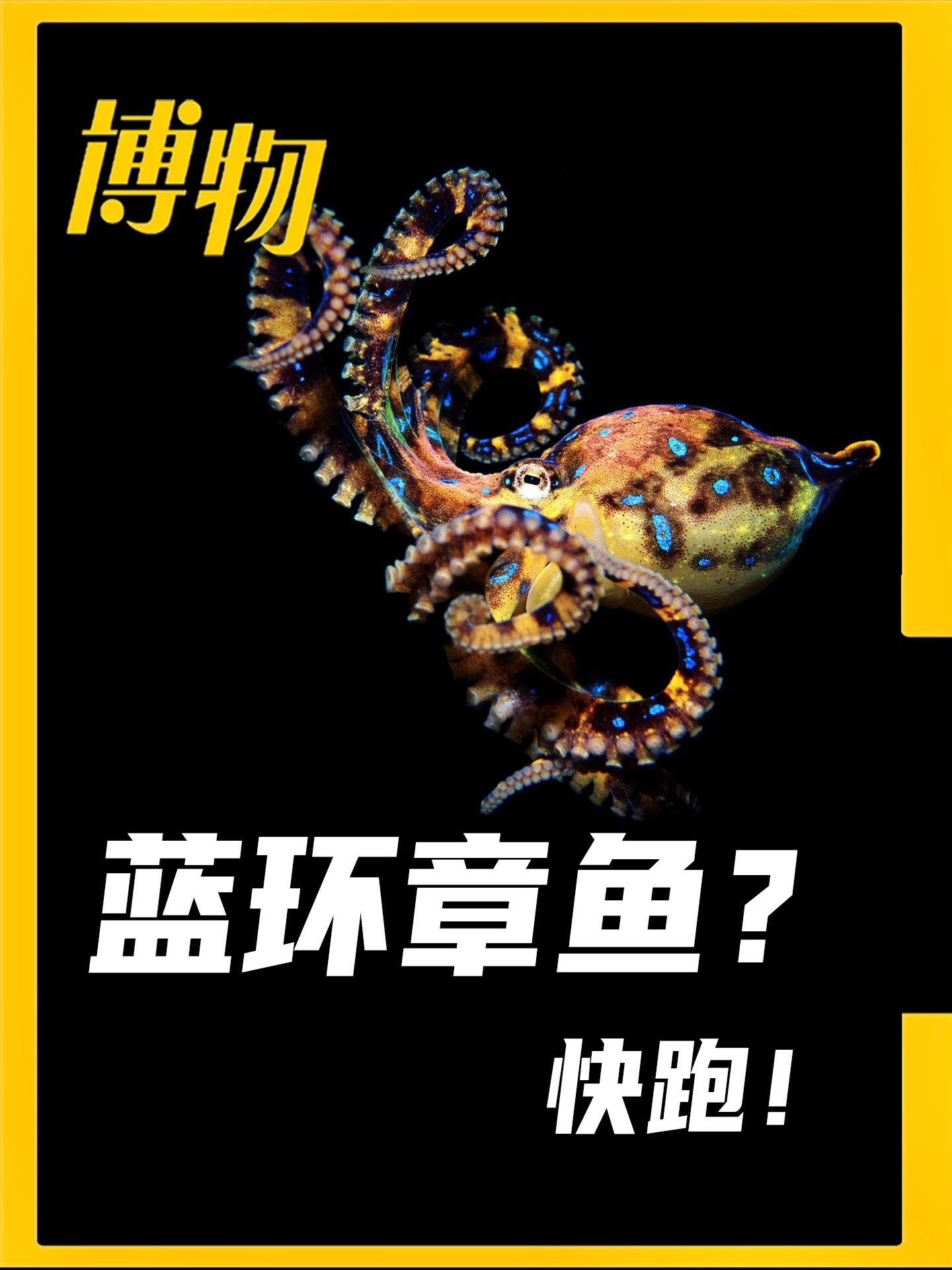 危险危险危险!蓝环章鱼能有多毒?