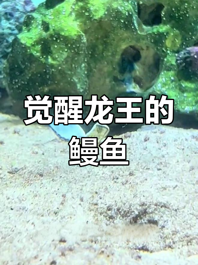 龙王觉醒,鳗鱼逆袭