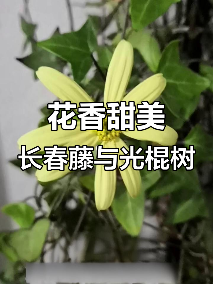 长春藤与光棍树的香气对比,花朵虽小却带来无限满足