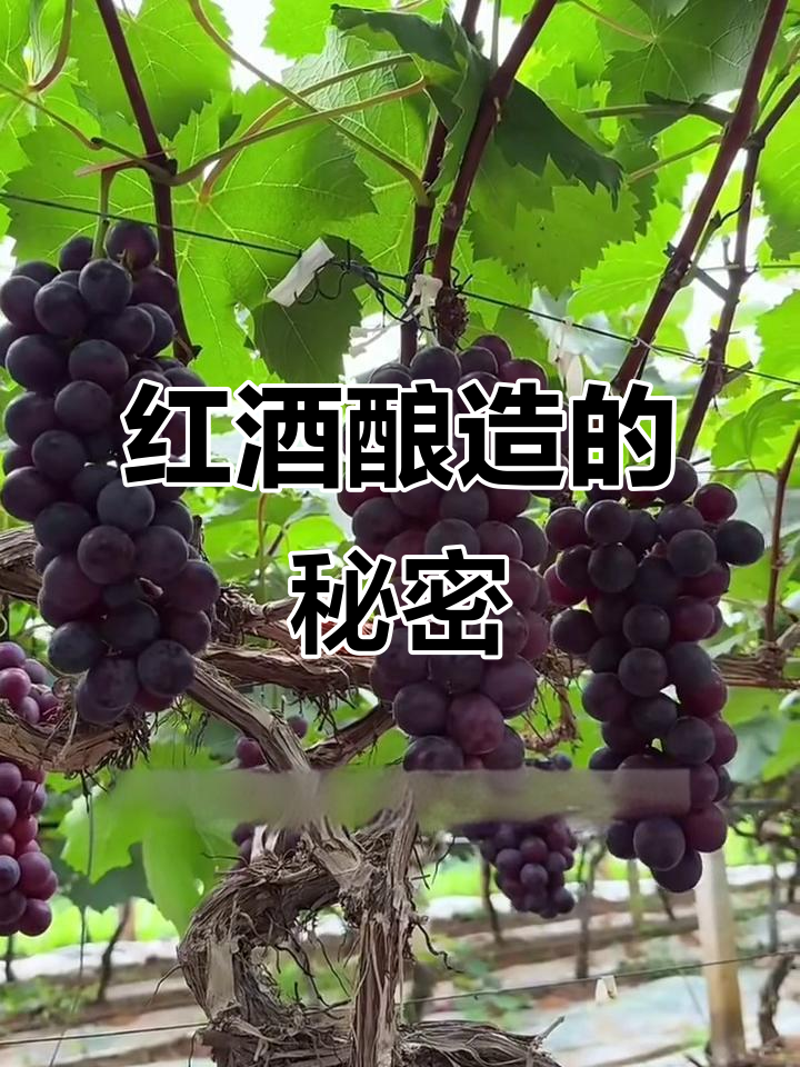 从葡萄到红酒,揭秘酿造工艺的奥秘