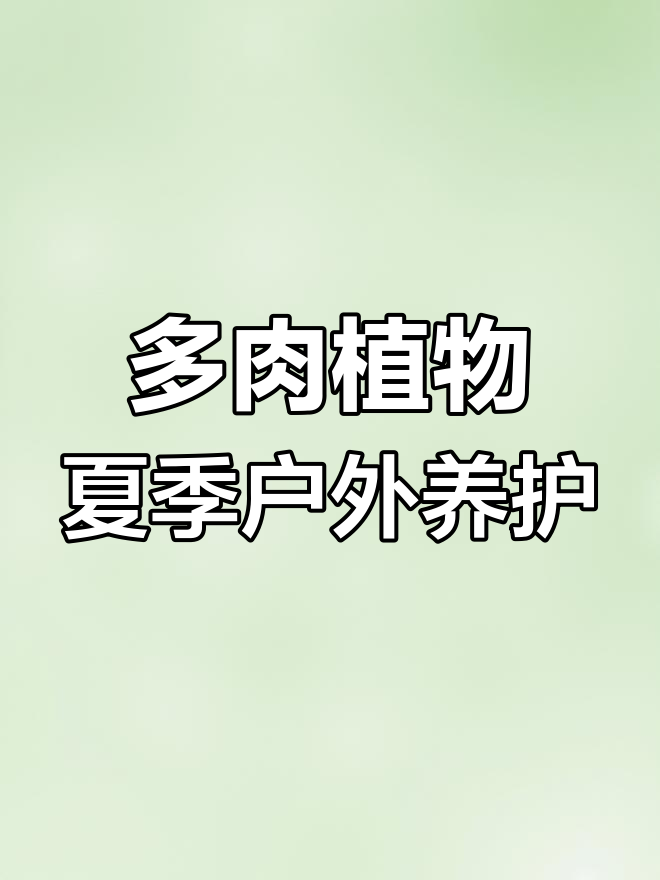 深圳高温下,这10种多肉植物最适合户外养护