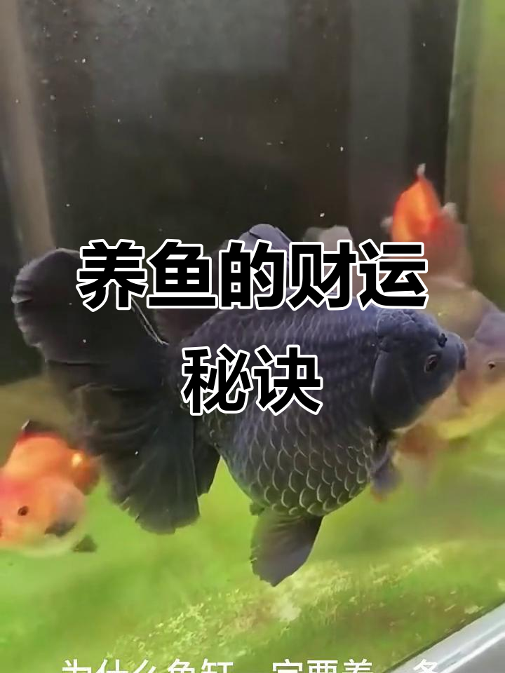 养鱼必知的风水秘密,黑色金鱼助你财运滚滚来