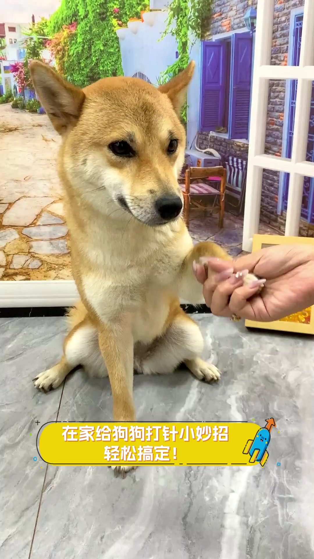 在家给狗狗打针小妙招,轻松搞定!