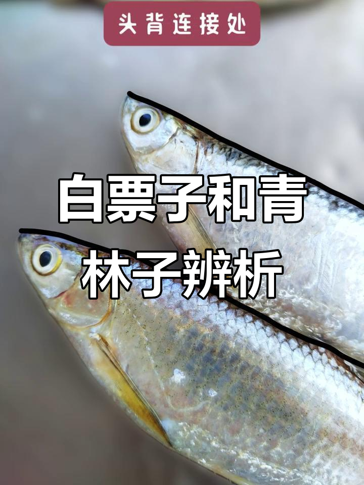 白漂子与青鳞子的区别,鱼头、侧线都能帮你分辨