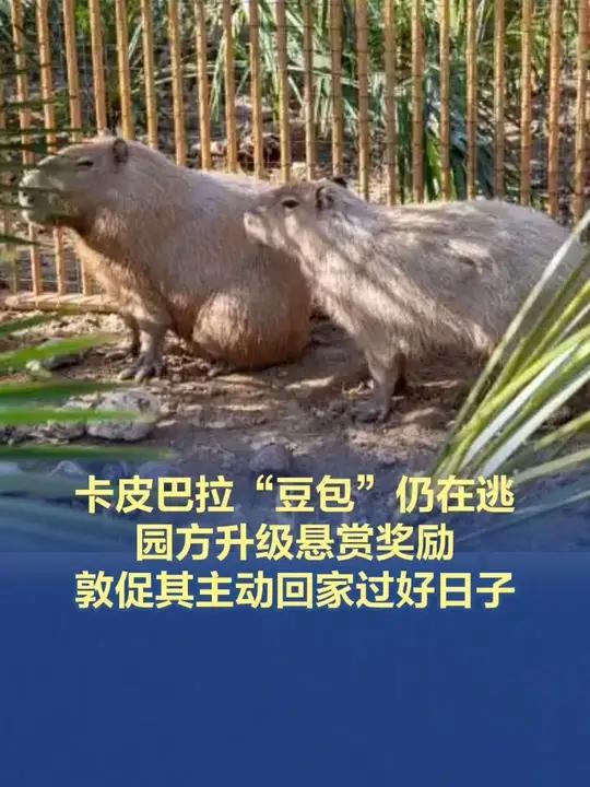 「卡皮巴拉“豆包”仍在逃,园方升级悬赏奖励」5月11日,江苏省扬州市茱萸湾风景区管理处(扬