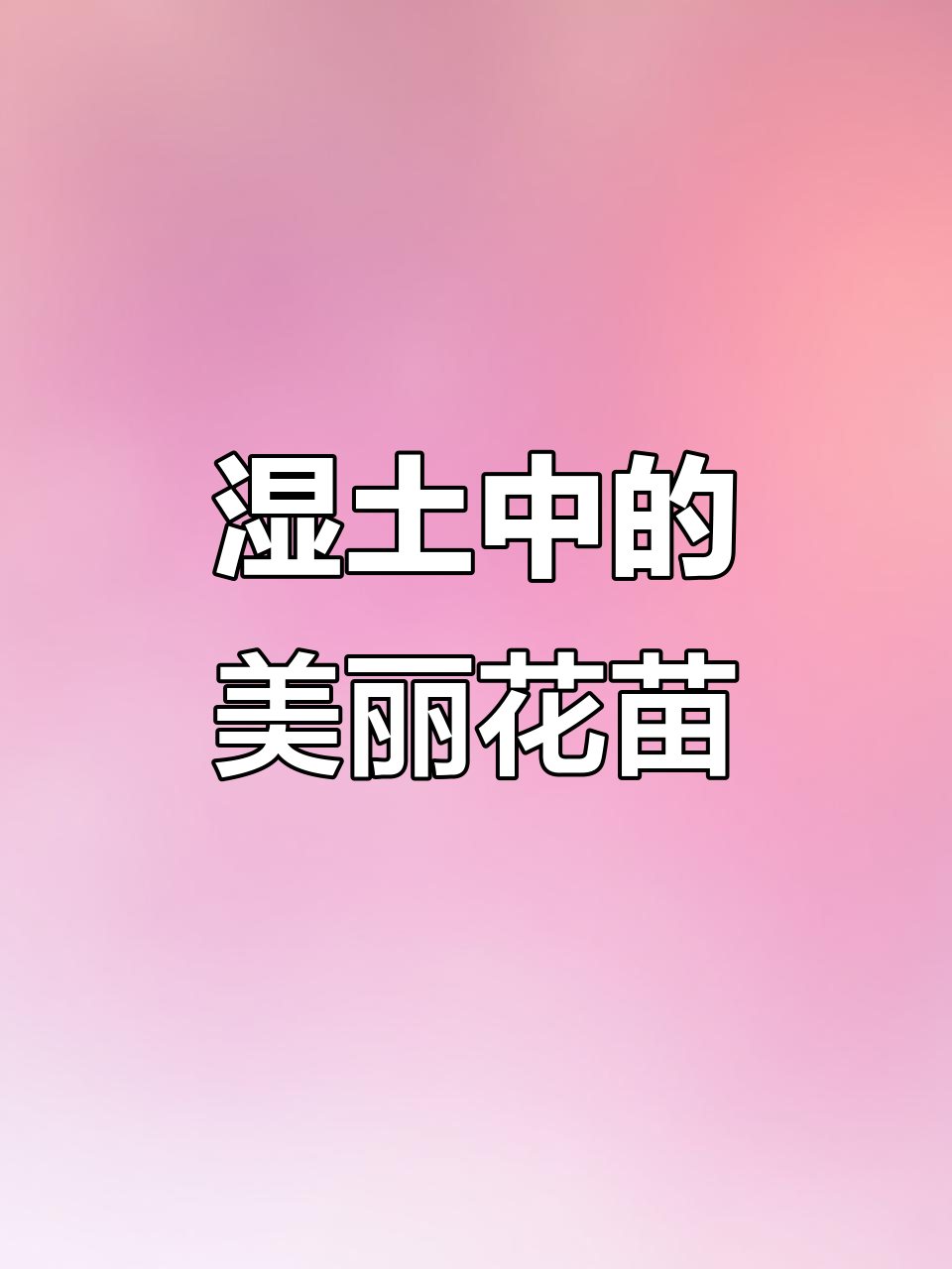 千屈菜适合潮湿环境，耐寒又耐热，地栽水生皆宜