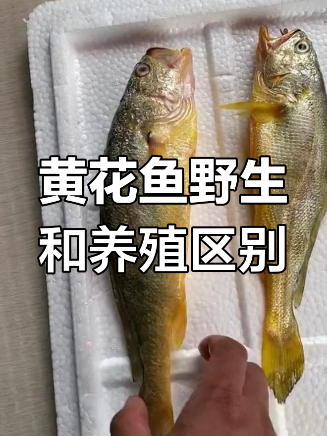 野生与养殖黄花鱼的区别,鳞片、身材一眼识破