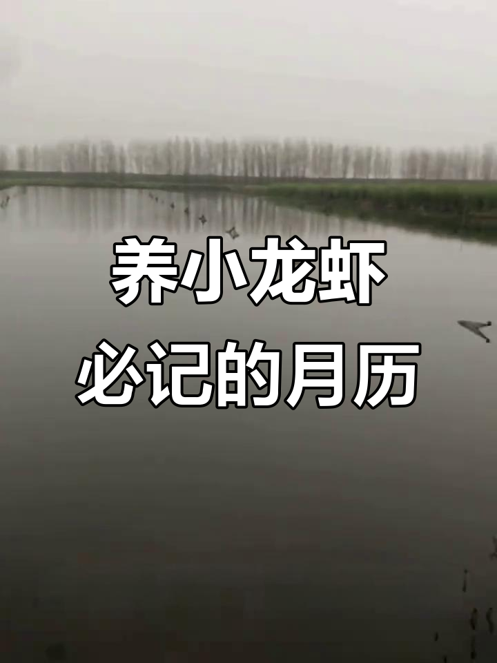 小龙虾养殖每月管理要点,轻松记住这些顺口溜
