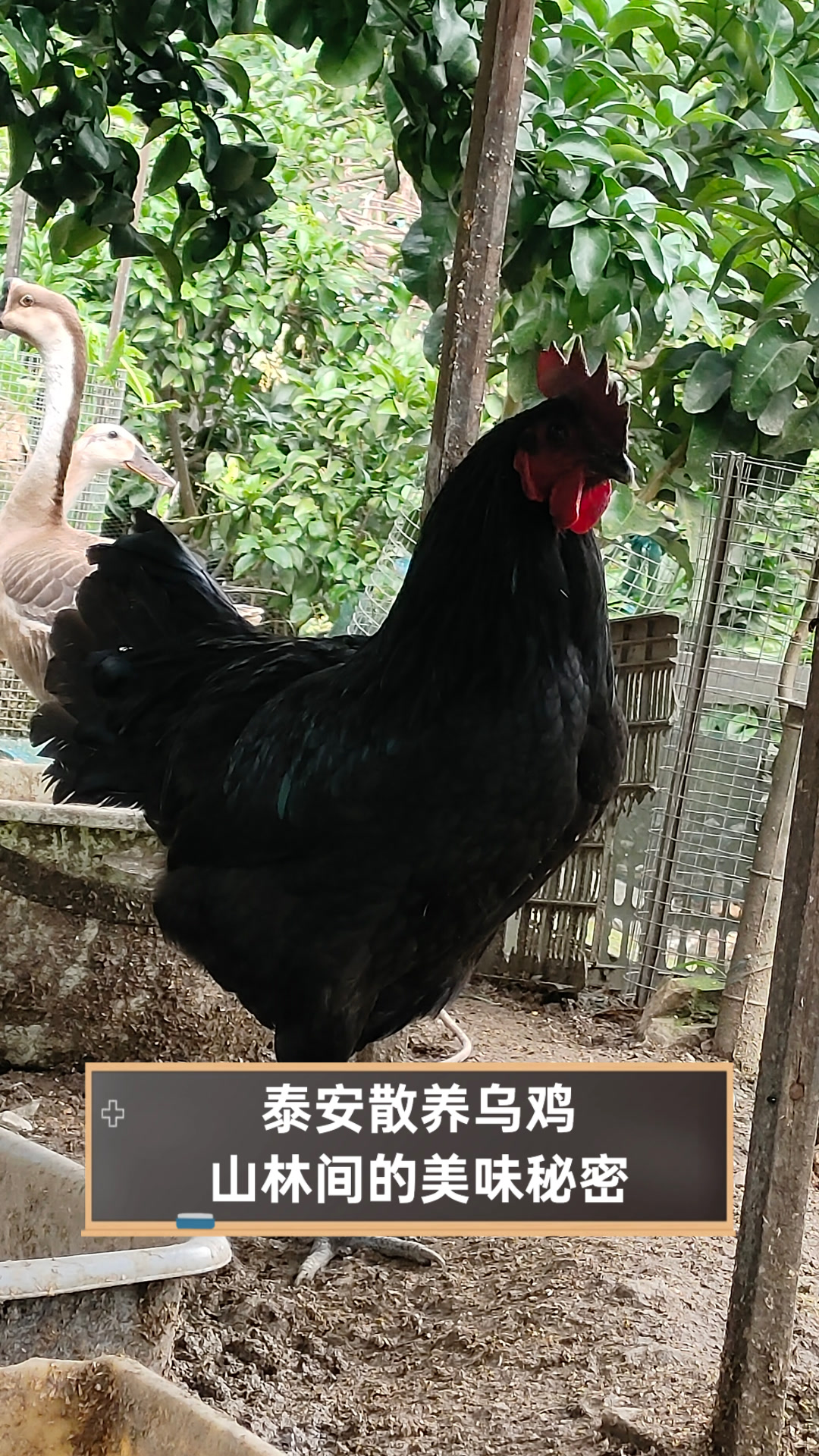 泰安散养乌鸡,山林间的美味秘密