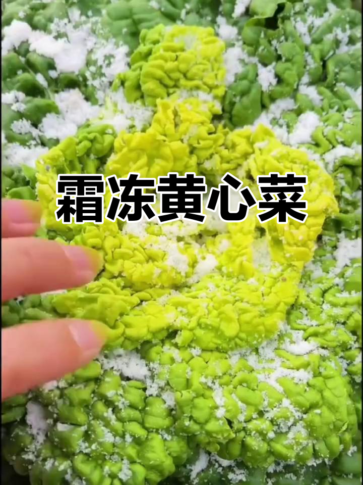 黄心菜,霜冻后更美味,炒汤火锅皆宜,口感鲜美脆嫩