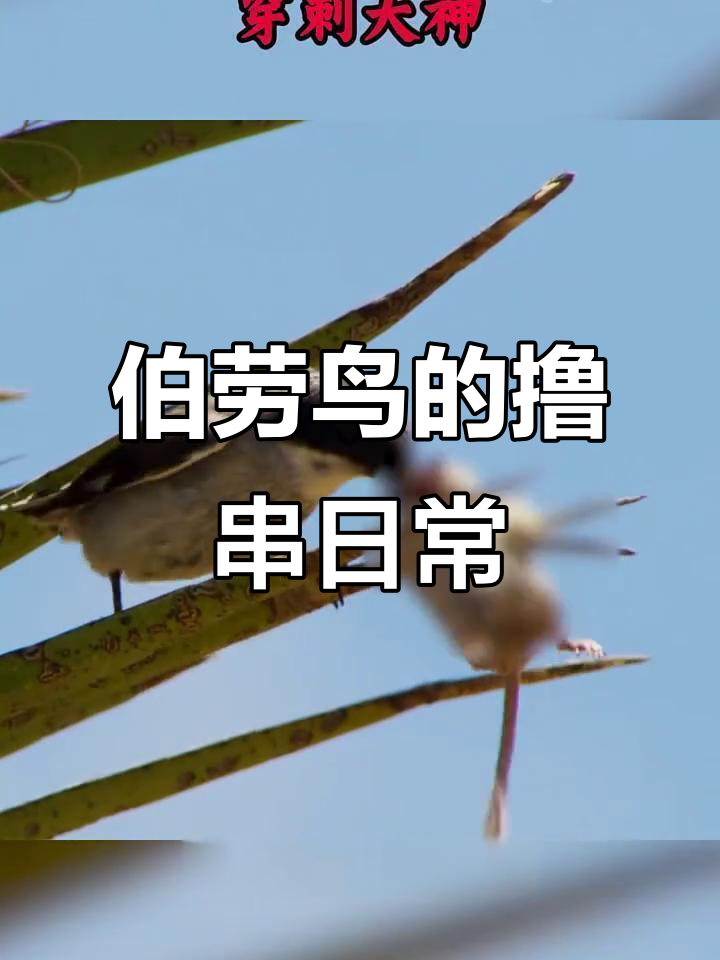 伯劳鸟:猎食、穿刺与烧烤架的完美结合
