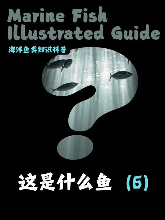 这是什么鱼,第6集