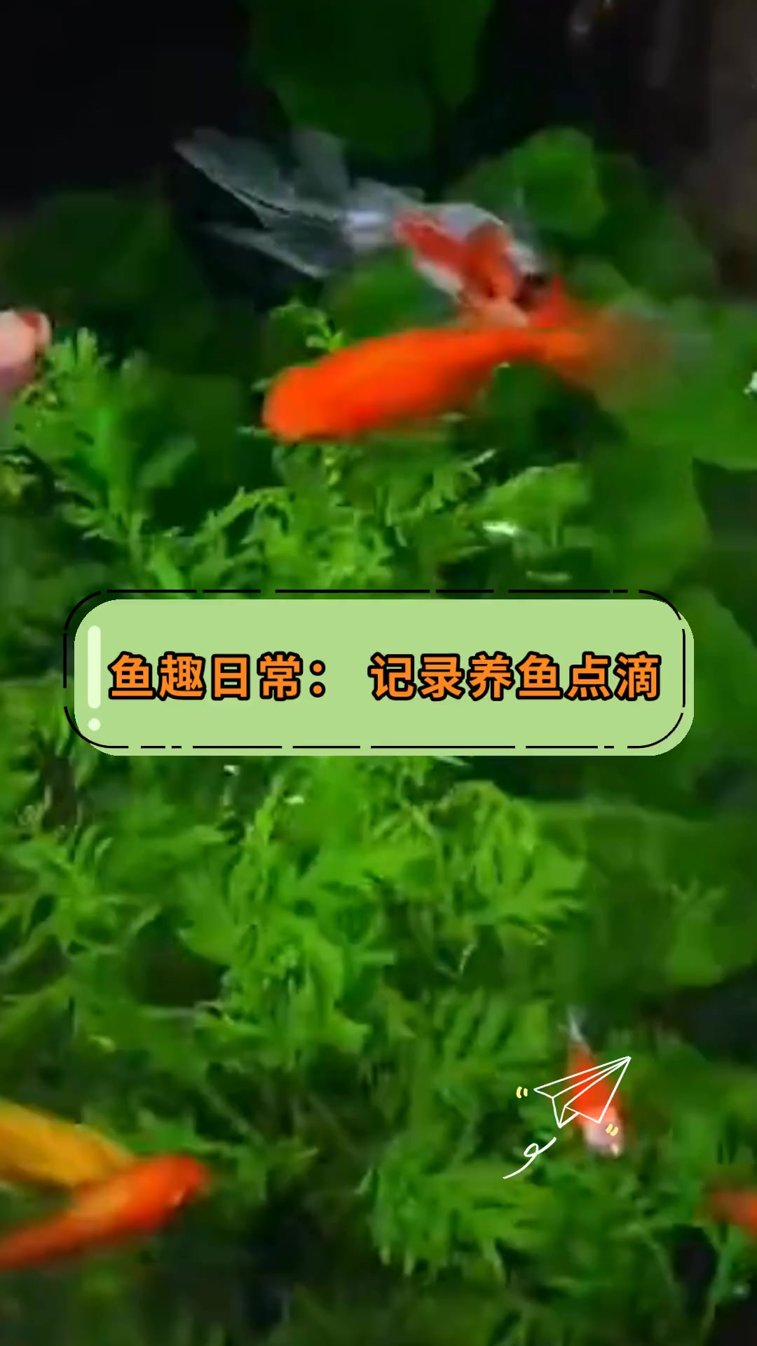 鱼趣日常:记录养鱼点滴