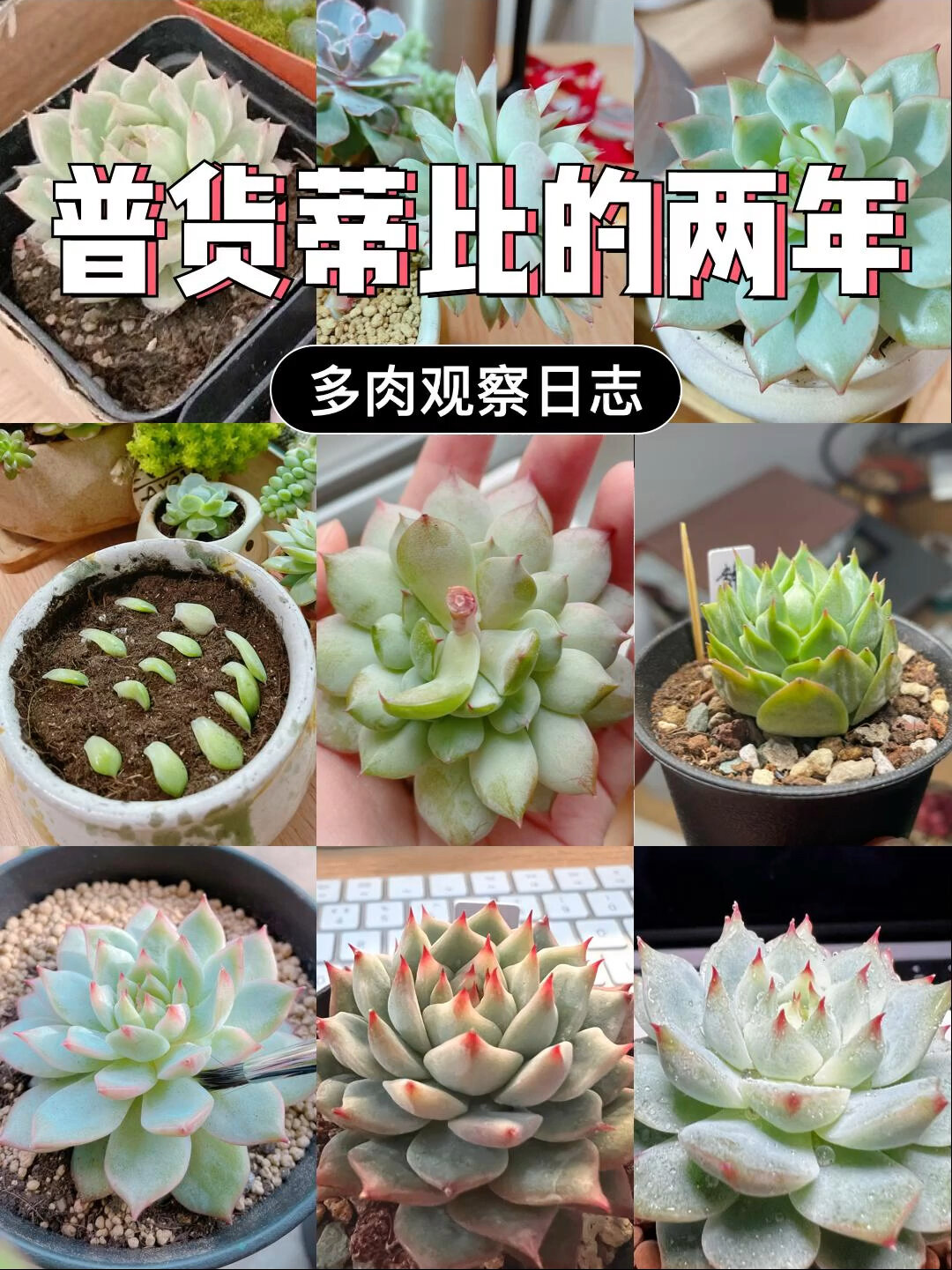 普货TP(蒂比)的两年-多肉观察日志