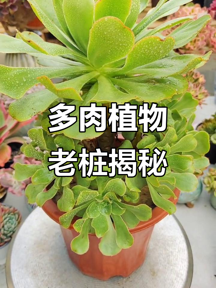 探秘多肉植物老桩,带你走进一花一草的世界