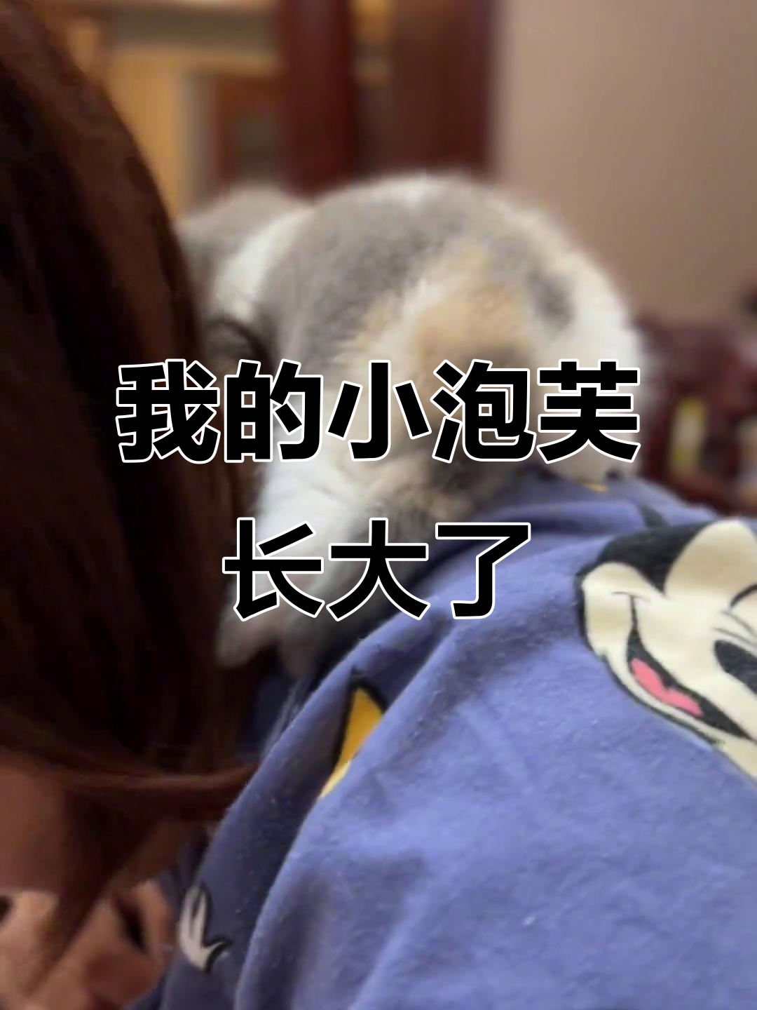小泡芙从猫咪到成猫,成长记