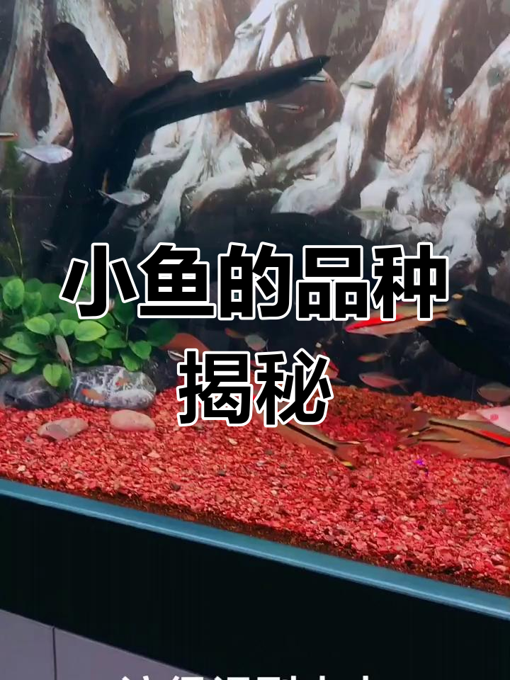 鱼缸里的那些小鱼,你认识吗?
