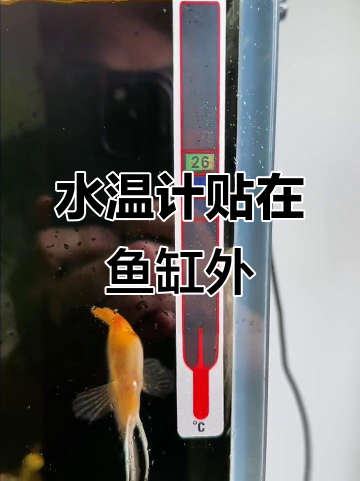 鱼缸温度计轻松贴,不湿手!精准测量水温更方便