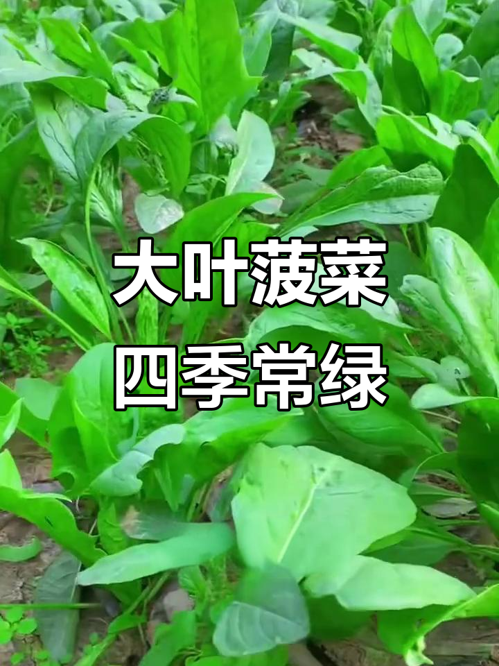 大叶菠菜四季常绿