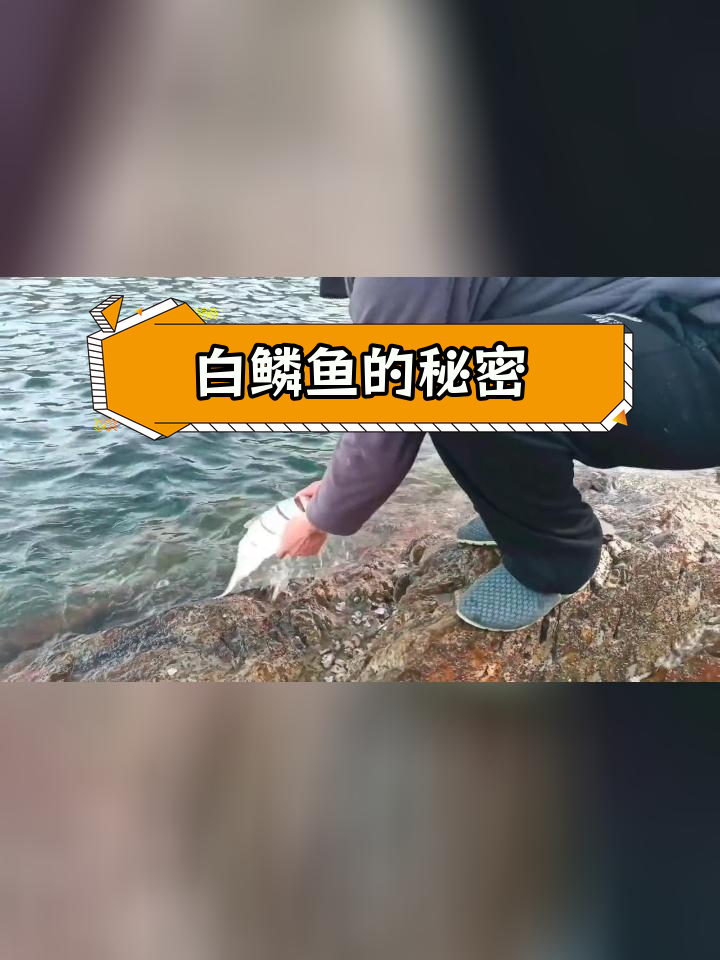 崂山特产白鳞鱼,你了解吗?