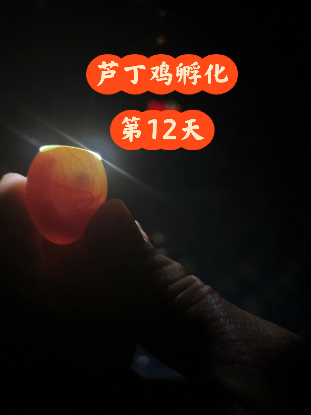 芦丁鸡孵化第12天,一起看看小鸡