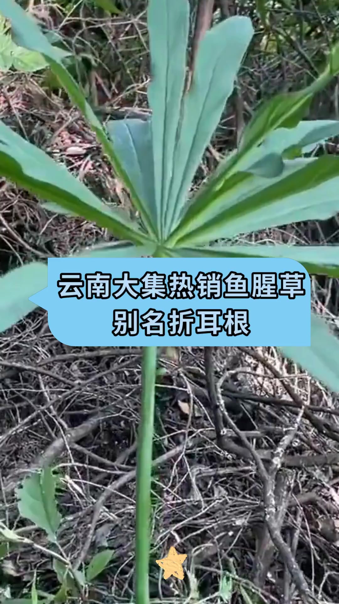 云南大集热销鱼腥草别名折耳根