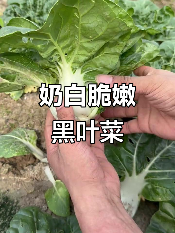 黑叶奶油白菜,阳台小院必备美味蔬菜