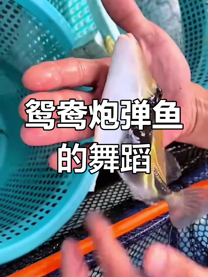 鸳鸯炮弹鱼,美丽又有趣,秋日舞动吸引异性