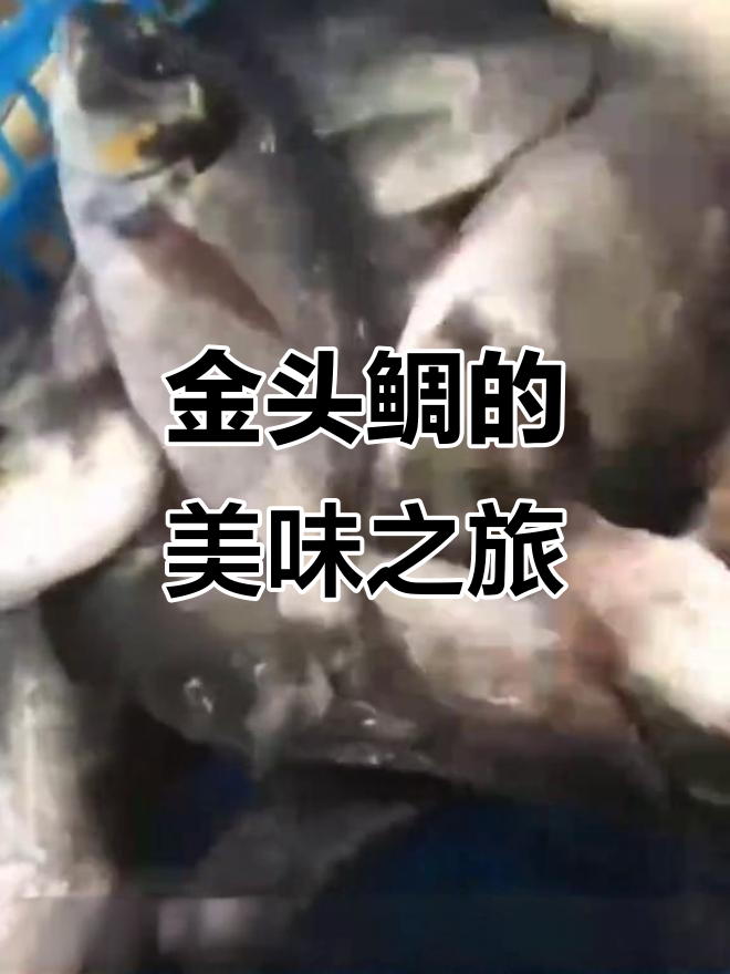 金头鲷适应力强,肉质鲜美,多种做法尽显美味