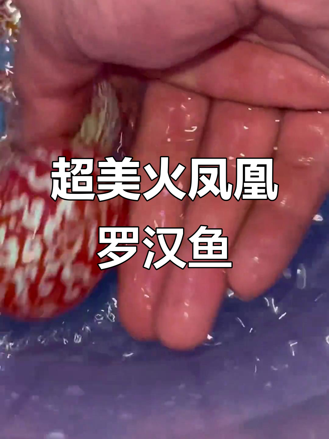 火凤凰罗汉鱼:超级奈斯拉线GB的魅力展示