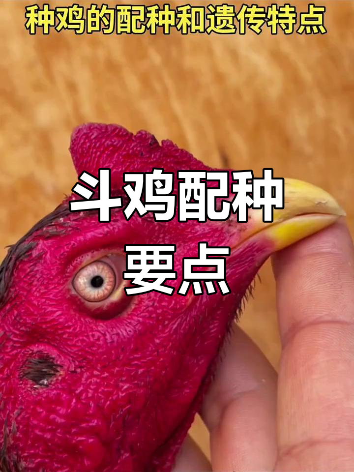斗鸡配种技巧:老少搭配才能生出好苗子