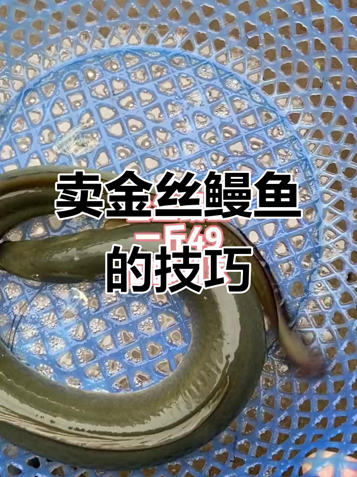 金丝鳗鱼:卖鱼的独特技艺与美味传承