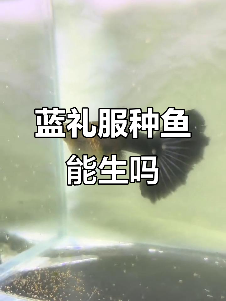 蓝礼服孔雀鱼能生多少?新手养鱼的乐趣与挑战
