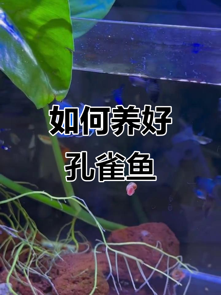 孔雀鱼养殖技巧：从水质到喂食全攻略