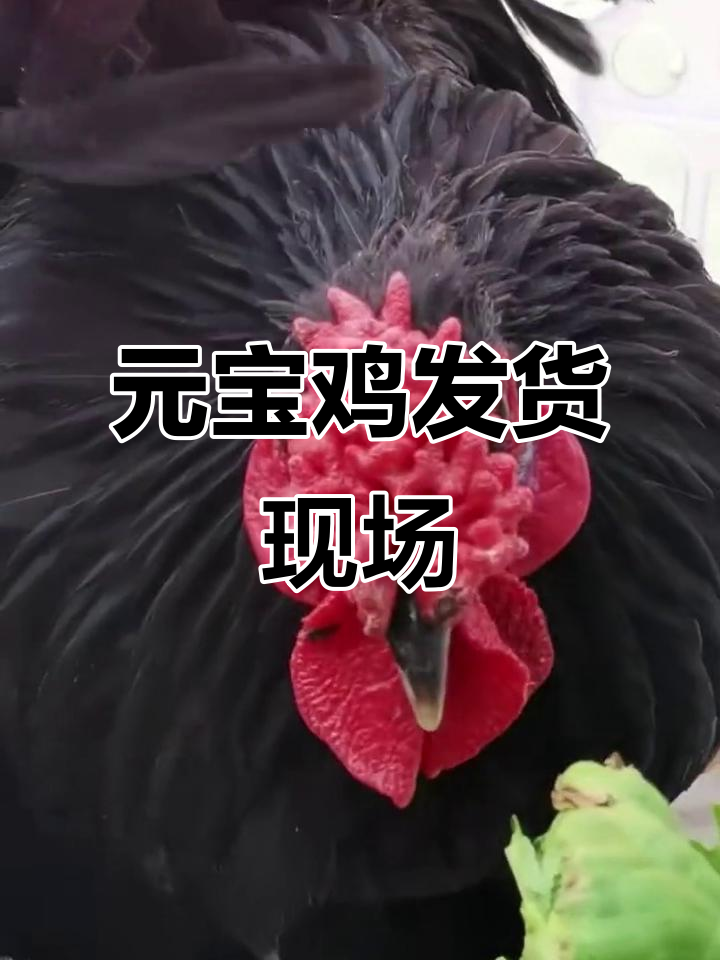 嘉祥县永恒特种动物农场:元宝鸡打包发货,黑白相间真可爱