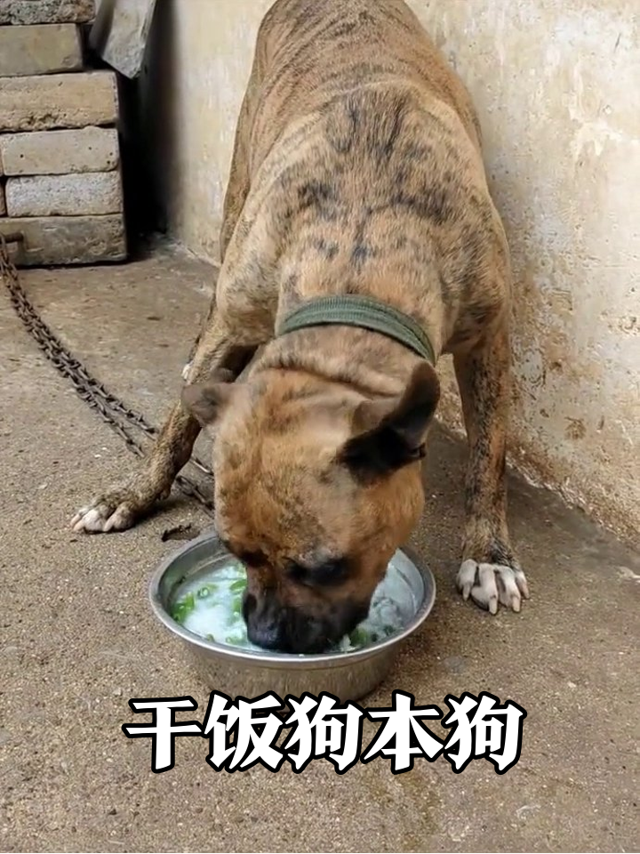猛犬吃青菜白粥,铁链也拦不住干饭魂