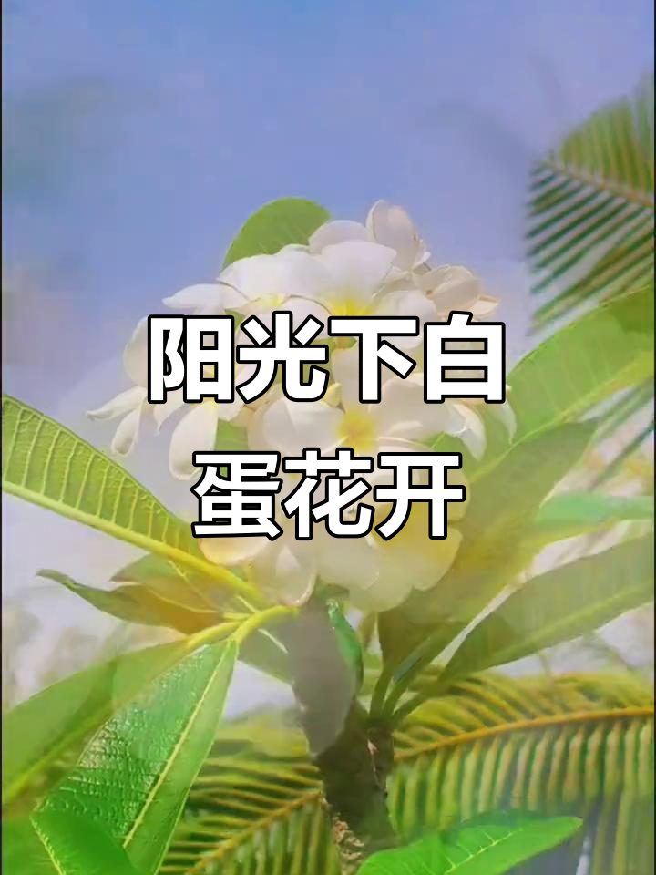 阳光下的白色鸡蛋花,清新美丽,花香四溢