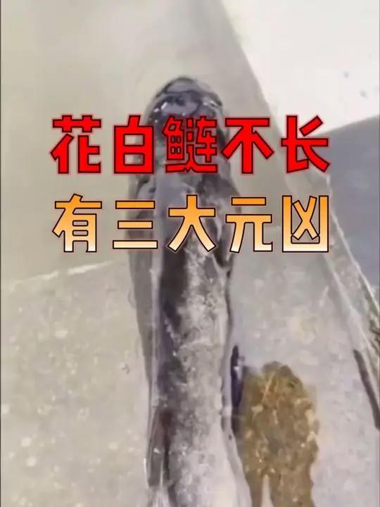 别瞎养!花白鲢不长的3大元凶:老苗、密苗、没肥好水!