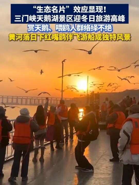 “生态名片”效应显现！近日，三门峡天鹅湖景区迎冬日旅游高峰，赏天鹅、喂鸥人群络绎不绝，黄河
