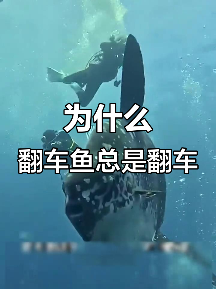翻车鱼为何总翻?揭秘它的奇特行为与独特外形